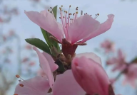 月盈漾花,一场浪漫的时光之旅